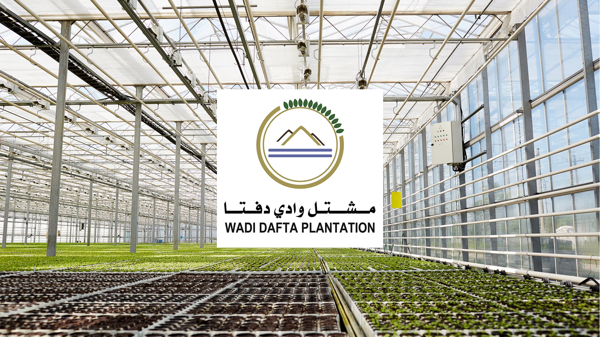 wadi dafta plantation